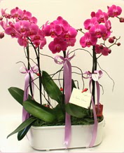 Beyaz seramik ierisinde 4 dall orkide  Bayburt ucuz iek gnder 