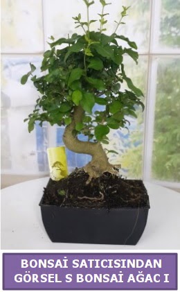 S dal erilii bonsai japon aac  Bayburt iek sat 