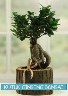 Ktk aa ierisinde ginseng bonsai  Bayburt iek gnderme sitemiz gvenlidir 
