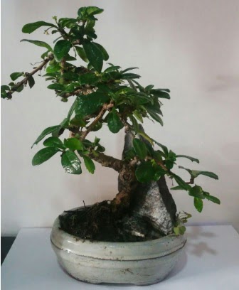 S eklinde ithal bonsai aac  Bayburt iek yolla 