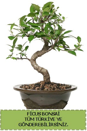 Ficus bonsai  Bayburt iek gnderme sitemiz gvenlidir 
