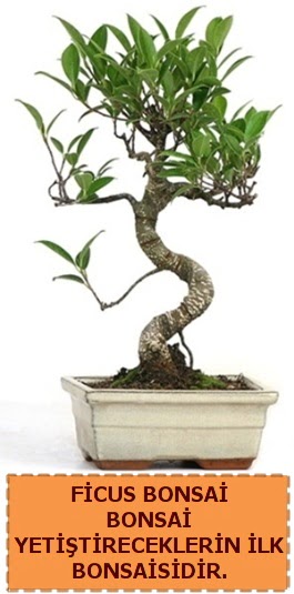Ficus bonsai 15 ile 25 cm arasndadr  Bayburt iek yolla 