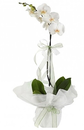 Tekli Beyaz Orkide  Bayburt hediye iek yolla 