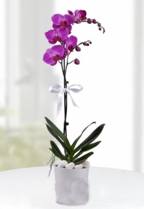 Tek dall saksda mor orkide iei  Bayburt iekiler 