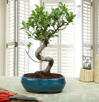 Amazing Bonsai Ficus S thal  Bayburt internetten iek siparii 