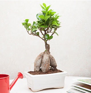 Exotic Ficus Bonsai ginseng  Bayburt iek servisi , ieki adresleri 
