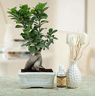 Ginseng ficus bonsai  Bayburt iekiler 