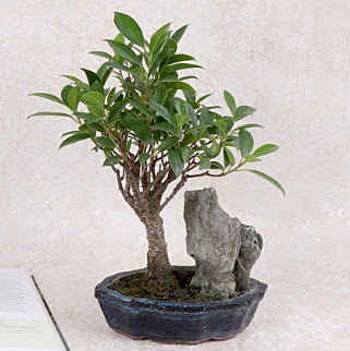 Japon aac Evergreen Ficus Bonsai  Bayburt iek gnderme sitemiz gvenlidir 