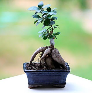 Marvellous Ficus Microcarpa ginseng bonsai  Bayburt iek siparii vermek 