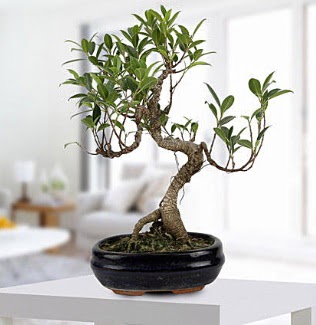 Gorgeous Ficus S shaped japon bonsai  Bayburt yurtii ve yurtd iek siparii 
