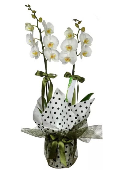 ift Dall Beyaz Orkide  Bayburt 14 ubat sevgililer gn iek 