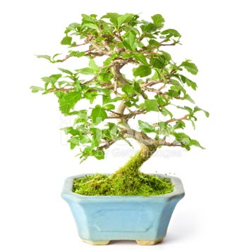 S zerkova bonsai ksa sreliine  Bayburt nternetten iek siparii 