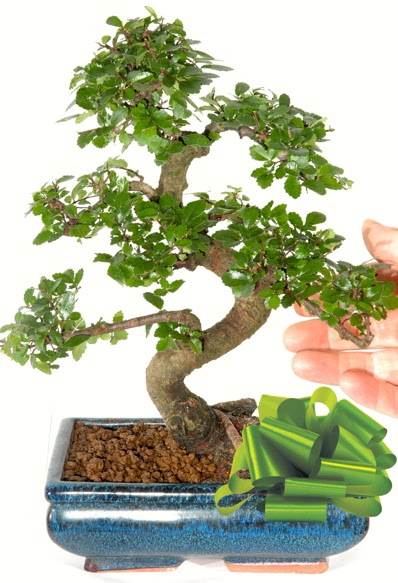 Yaklak 25 cm boyutlarnda S bonsai  Bayburt iek siparii sitesi 