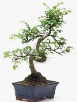 S gvde bonsai minyatr aa japon aac  Bayburt iek sat 