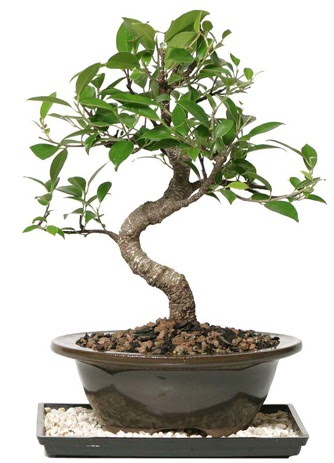 Altn kalite Ficus S bonsai  Bayburt ieki telefonlar  Sper Kalite