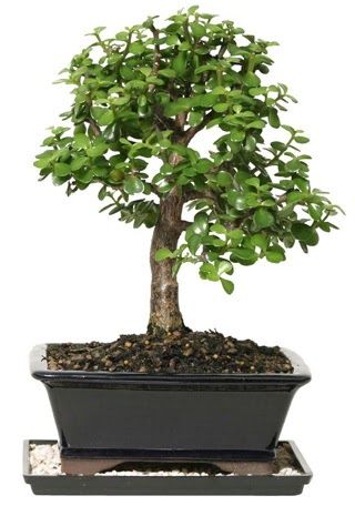 15 cm civar Zerkova bonsai bitkisi  Bayburt iek siparii sitesi 