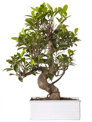 Exotic Green S Gvde 6 Year Ficus Bonsai  Bayburt iek gnderme sitemiz gvenlidir 