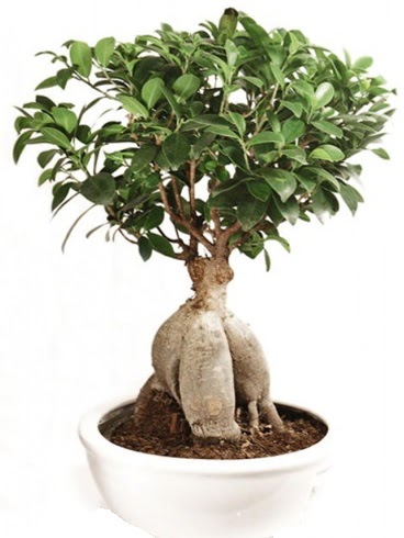 Ginseng bonsai japon aac ficus ginseng  Bayburt nternetten iek siparii 