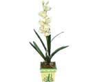Özel Yapay Orkide Beyaz   Bayburt online çiçekçi , çiçek siparişi 