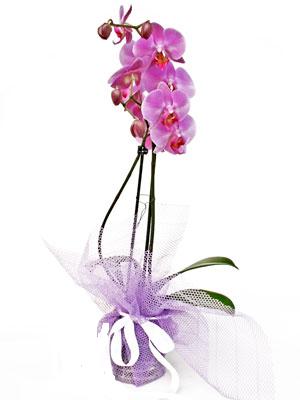  Bayburt anneler günü çiçek yolla  Kaliteli ithal saksida orkide