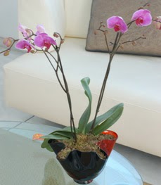 Bayburt çiçekçi mağazası  tek dal ikili orkide saksi çiçegi