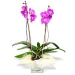  Bayburt çiçek satışı  Cam yada mika vazo içerisinde  1 kök orkide