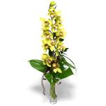  Bayburt İnternetten çiçek siparişi  cam vazo içerisinde tek dal canli orkide