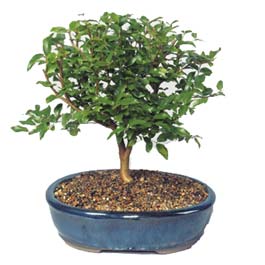  Bayburt ieki maazas  ithal bonsai saksi iegi  Bayburt online ieki , iek siparii 