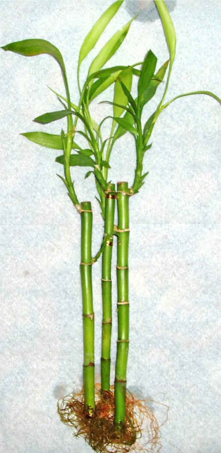 Lucky Bamboo 3 adet vazo hediye edilir   Bayburt cicek , cicekci 