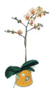  Bayburt online çiçek gönderme sipariş  Phalaenopsis Orkide ithal kalite