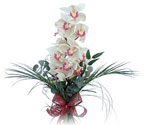  Bayburt çiçek siparişi sitesi  Dal orkide ithal iyi kalite