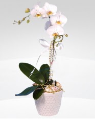 1 dallı orkide saksı çiçeği  Bayburt online çiçekçi , çiçek siparişi 