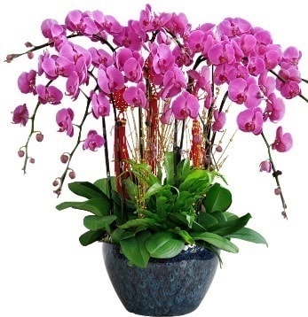 9 dallı mor orkide  Bayburt 14 şubat sevgililer günü çiçek 