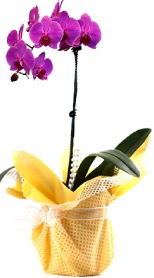  Bayburt çiçek siparişi sitesi  Tek dal mor orkide saksı çiçeği