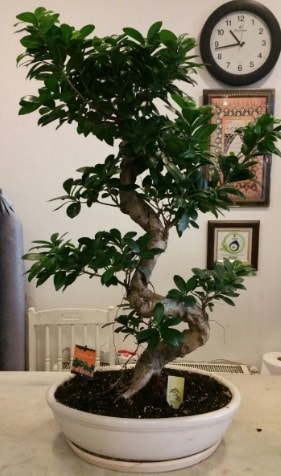 100 cm yüksekliğinde dev bonsai japon ağacı  Bayburt İnternetten çiçek siparişi 