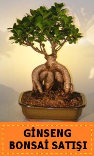 Ginseng bonsai satışı japon ağacı  Bayburt cicek , cicekci 