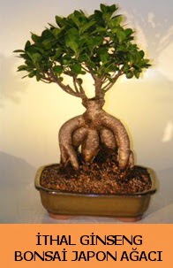 İthal japon ağacı ginseng bonsai satışı  Bayburt İnternetten çiçek siparişi 
