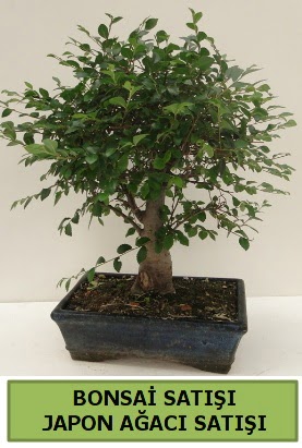 Minyatr bonsai japon aac sat  Bayburt iek gnderme sitemiz gvenlidir 