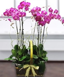7 dallı mor lila orkide  Bayburt çiçek gönderme sitemiz güvenlidir 