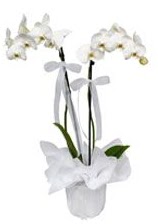 2 dallı beyaz orkide  Bayburt güvenli kaliteli hızlı çiçek 