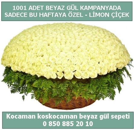 1001 adet beyaz gül sepeti özel kampanyada  Bayburt çiçek gönderme sitemiz güvenlidir 