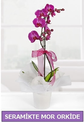 Seramik içerisinde birinci kalite tek dallı mor orkide  Bayburt İnternetten çiçek siparişi 