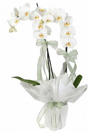 Çift Dallı Beyaz Orkide  Bayburt anneler günü çiçek yolla 