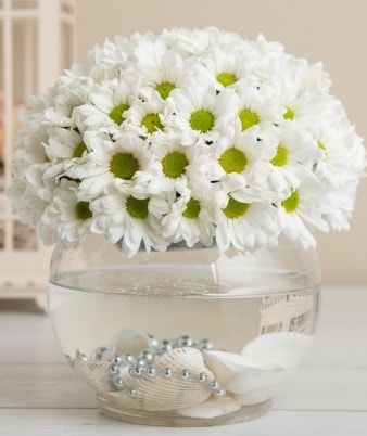 Fanusta beyaz Papatya  Bayburt çiçek satışı 
