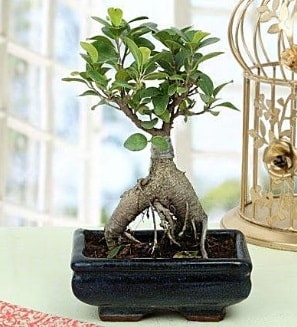 Appealing Ficus Ginseng Bonsai  Bayburt anneler günü çiçek yolla 