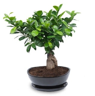 Ginseng bonsai ağacı özel ithal ürün  Bayburt internetten çiçek satışı 