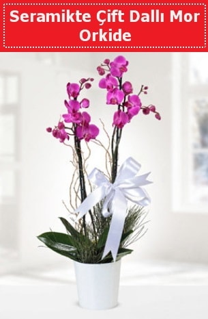 Seramikte Çift Dallı Mor Orkide  Bayburt anneler günü çiçek yolla 
