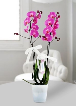 Çift dallı mor orkide  Bayburt çiçekçiler 