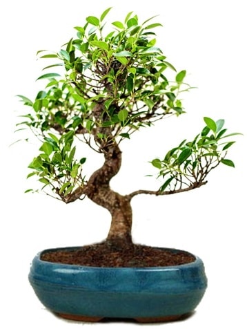 25 cm ile 30 cm aralığında Ficus S bonsai  Bayburt çiçek gönderme sitemiz güvenlidir 